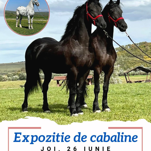 Expozitie de cabaline în comuna Ciuperceni