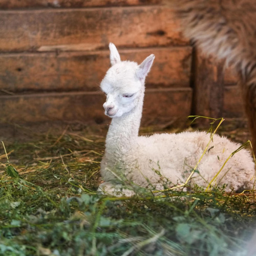 Un pui de alpaca, noua atracție a Grădinii Zoologice din Craiova
