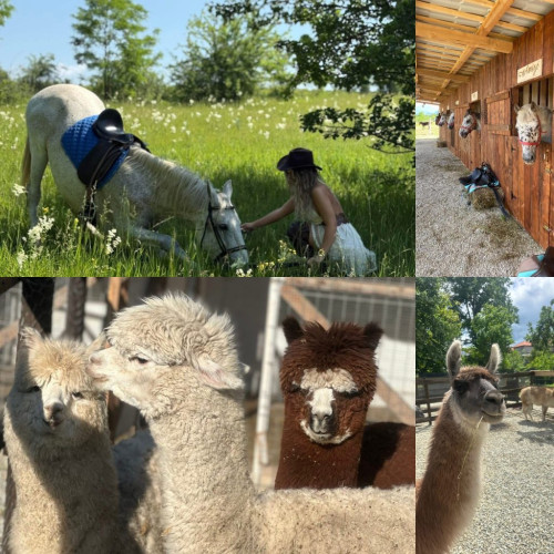 Lame, alpaca, struți și emu, la doar câțiva kilometri de Târgu Jiu: O pensiune din Lelești aduce fauna exotică în inima Gorjului