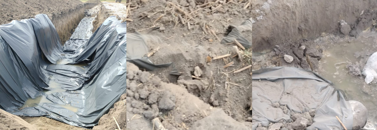 Pericol major pentru sănătatea publică din cauza gestionării cadavrelor de porci în Catane