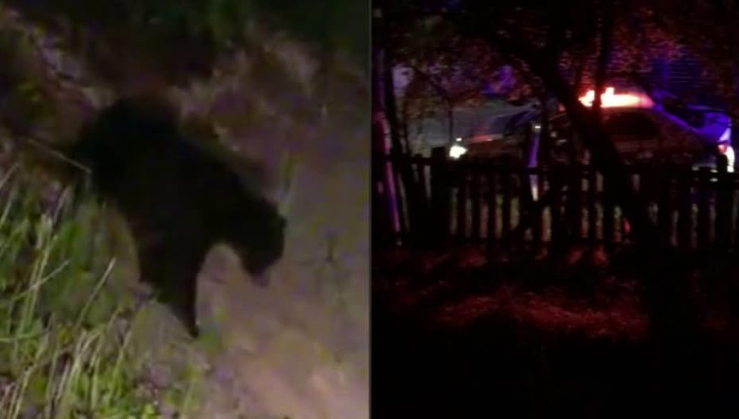 Bărbat ucis de urs pe un traseu montan din nordul Greciei