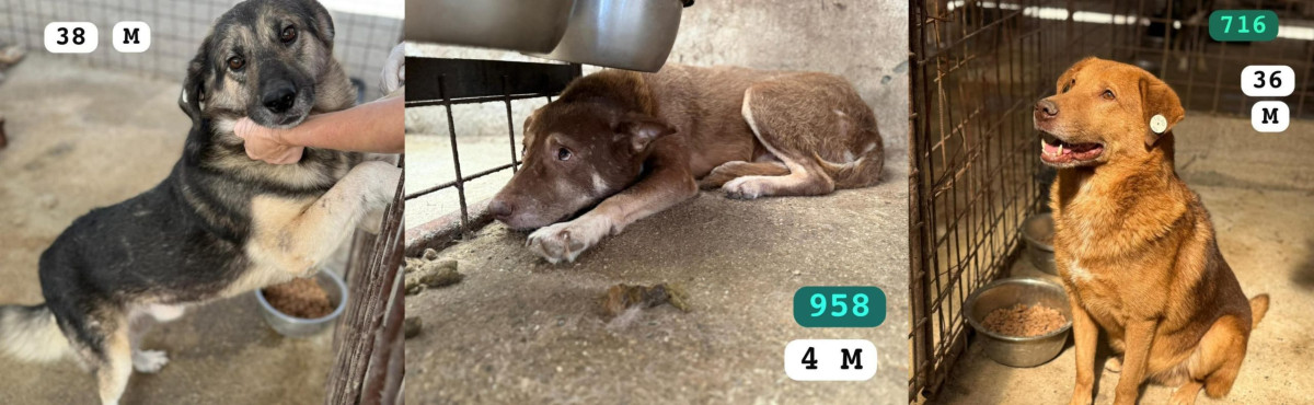 100 de câini din Târgu Jiu amenințați cu eutanasierea, asociațiile trag un semnal de alarmă