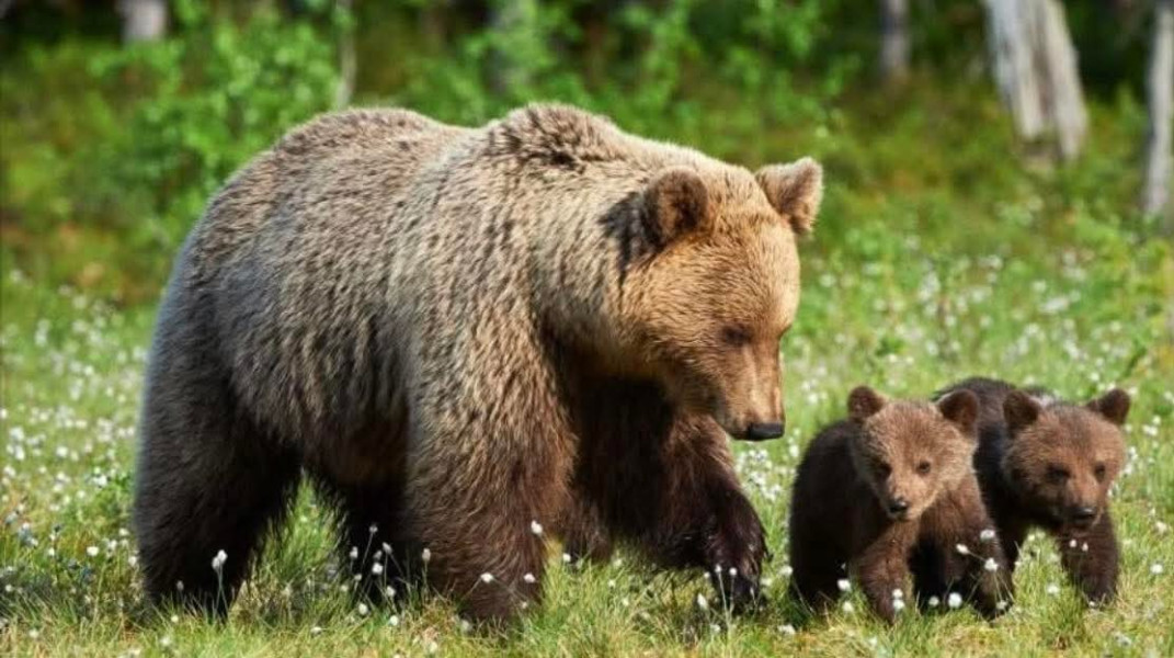 Alerte în dâmboviţa din cauza apariţiei urşilor în două localităţi