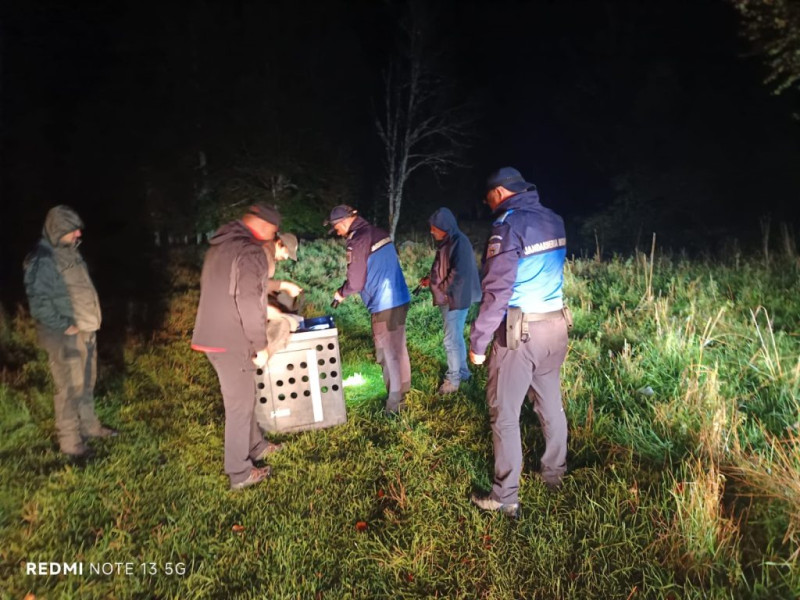 Femela de râs capturată în Runcu, reintrodusă și monitorizată în sălbăticie