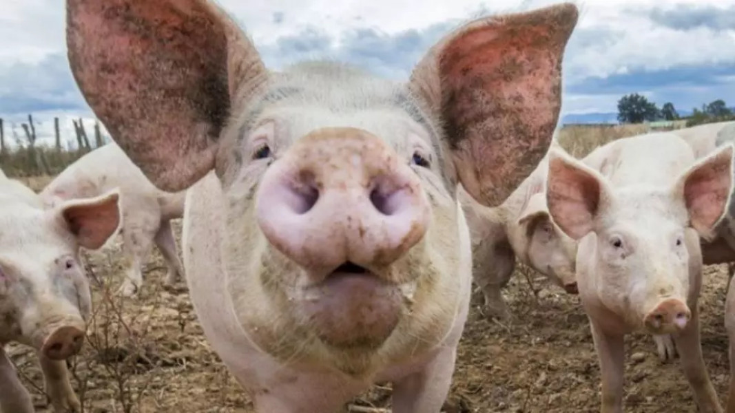 Românii rezervă porci încă din vară pentru sărbătorile de Crăciun