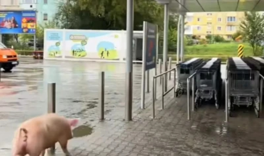 Un porc a încercat să intre într-un Lidl din Victoria, Brașov