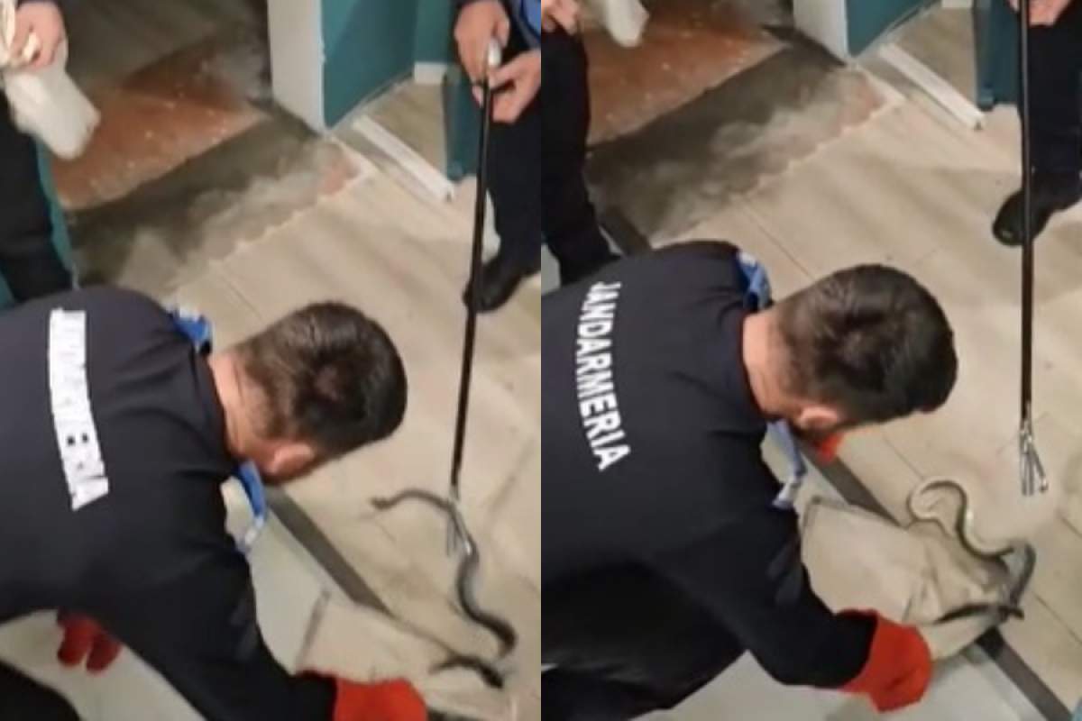Un piton a evadat dintr-un apartament din centrul Bucureștiului
