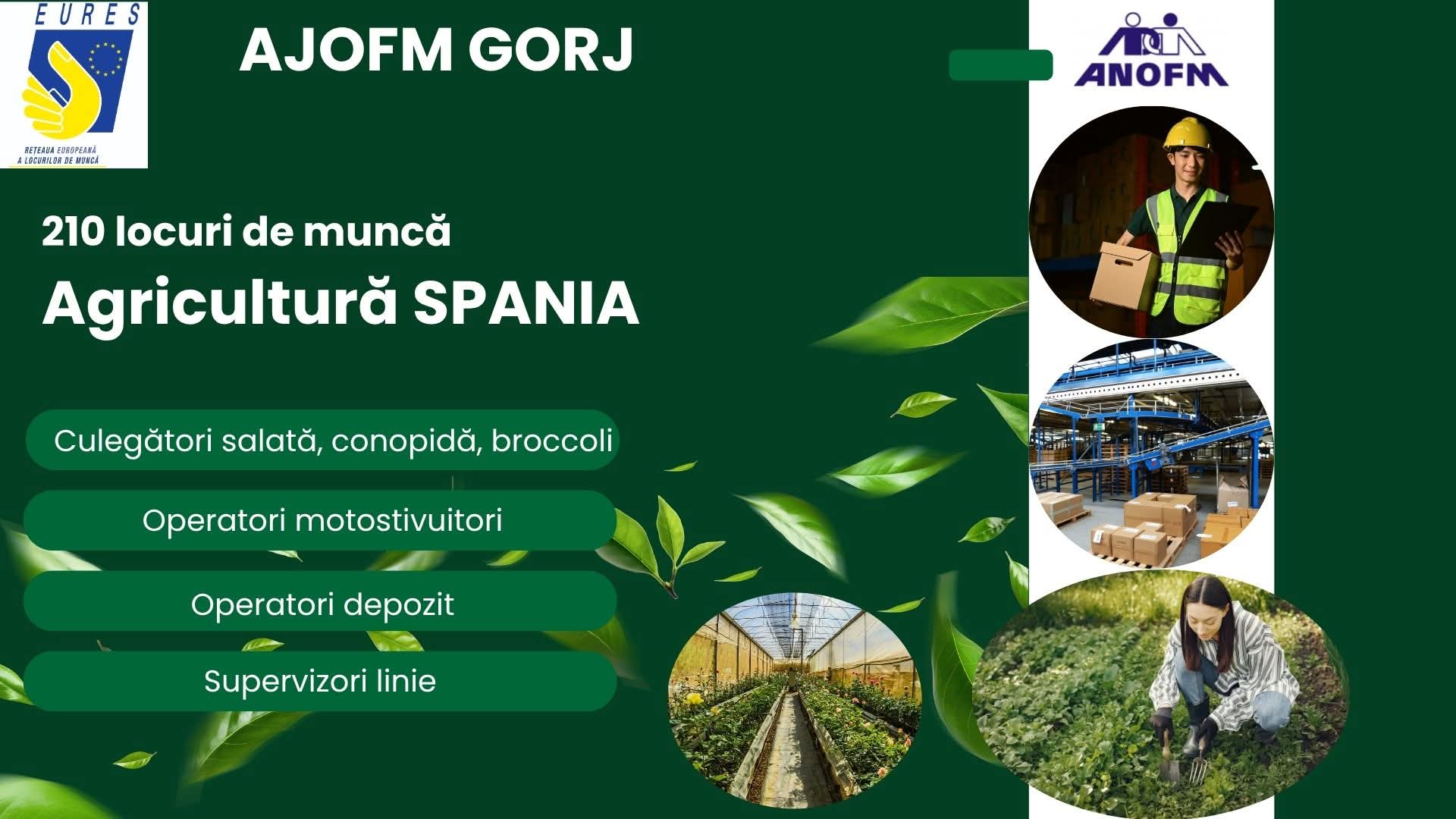 Angajator din Spania oferă 210 locuri de muncă prin EURES România
