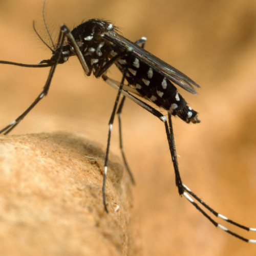 Alertă de creștere a cazurilor de febră dengue în Franţa din cauza printr-o situaţie fără precedent înaintea Jocurilor Olimpice 2024